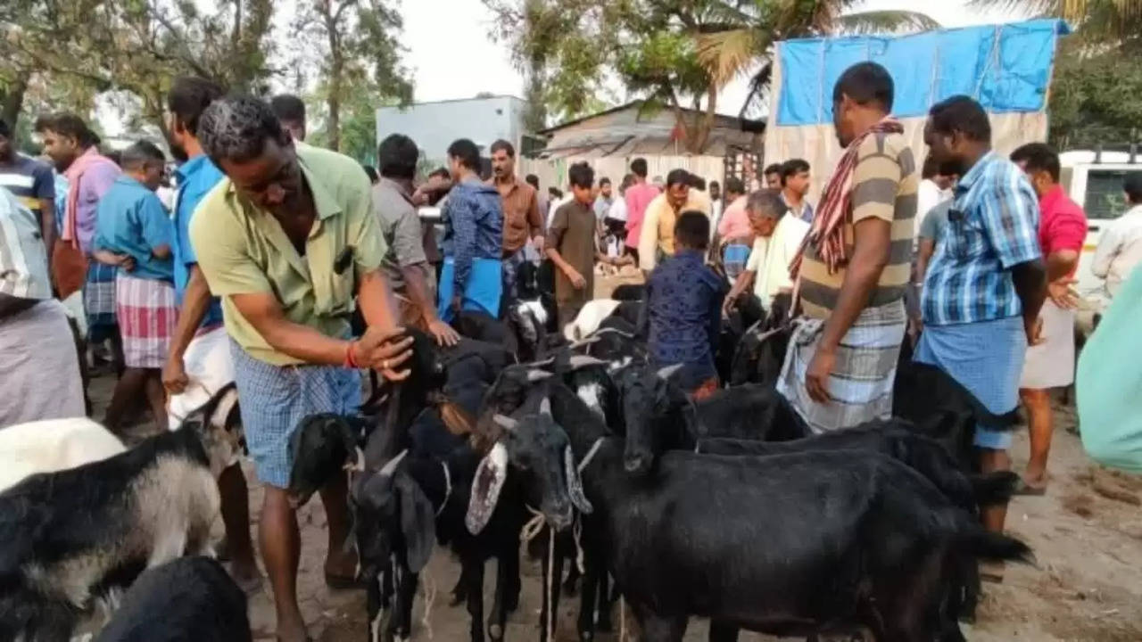 திருமங்கலம்... 7 கோடி... விழுப்புரம் 5 கோடி.... புதுக்கோட்டை 2 கோடி தமிழகம்  முழுவதும் களைகட்டிய ஆட்டு சந்தை! ரம்ஜான் கொண்டாட்டம்!